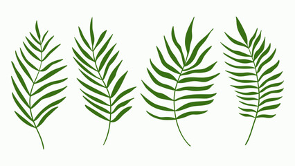 Green palm tree leaf set isolated on white background. Palm or coconut tropical leaves collection