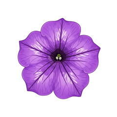violet flower isolated on white