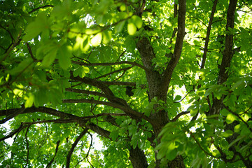 Bright green leaves fill the branches of a tree during spring, basking in sunlight. The rich foliage creates a calming atmosphere, showcasing nature's revival