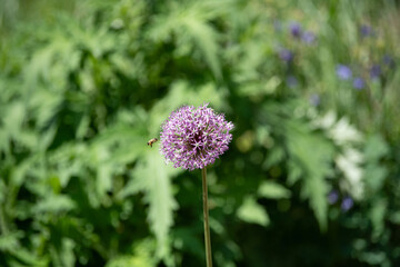 A striking purple allium flower blooms proudly amidst lush green plants in a vibrant spring garden. A busy bee flits nearby, adding to the lively atmosphere of the scene