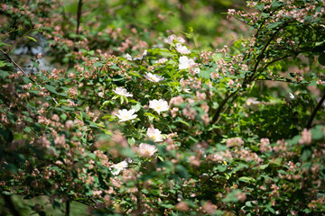 Bright white flowers bloom amidst vibrant green foliage, showcasing the beauty of spring. This peaceful garden setting offers a refreshing glimpse of nature's renewal