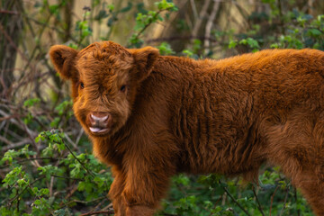 Fototapeta premium a cute new born calf in a natural reserve in Almere, Netherlands