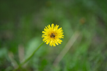 A single yellow dandelion flower stands tall in a lush green setting, basking in the warm sunlight of spring. Nature thrives as the season brings life and color to the surroundings