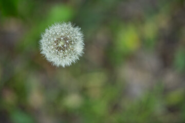 A dandelion with fluffy seed heads stands tall in a lush green meadow, illuminated by soft spring sunlight. Nature's beauty showcases new life and growth during this vibrant season