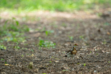 A small bird searches for food on the forest ground. Surrounded by vibrant greenery, the scene captures the essence of spring as life awakens in nature