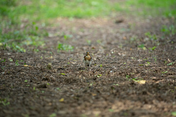 A small bird walks along a dirt path in a lush forest as spring brings new life. The surrounding greenery adds vibrancy while the soft earth provides a natural backdrop