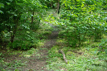 A gentle dirt path winds through vibrant greenery, inviting visitors to explore nature's beauty in spring. Sunlight filters through the leaves, enhancing the tranquil atmosphere