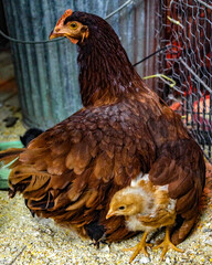 hen and baby chicks