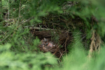 In a vibrant spring setting, a nest cradles baby birds nestled among branches. The surroundings are filled with fresh leaves and gentle light, showcasing nature's vitality during this season