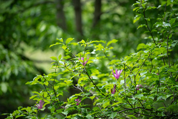 Delicate pink flowers bloom amidst fresh green leaves, showcasing the beauty of spring in a tranquil outdoor environment rich with new life