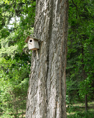 A wooden birdhouse is mounted on a sturdy tree trunk, surrounded by vibrant green leaves and new spring growth. This tranquil setting invites birds to nest and thrive