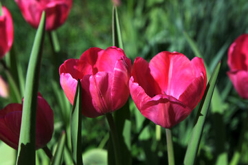 Tulips in the Spring Breeze Gently Swaying Blossoms