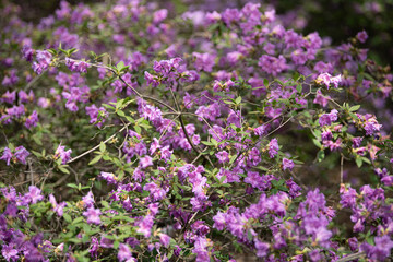 Delicate clusters of purple flowers brighten the landscape in a lush garden during the spring season, showcasing nature's beauty and renewal