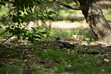 In a peaceful forest during spring, a young bird rests on the ground under the shade of trees. Soft sunlight filters through the leaves, creating a serene atmosphere
