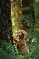 A Poodle poses gracefully in soft forest lighting surrounded by lush greenery. The serene setting emphasizes the dog calm and elegant features.