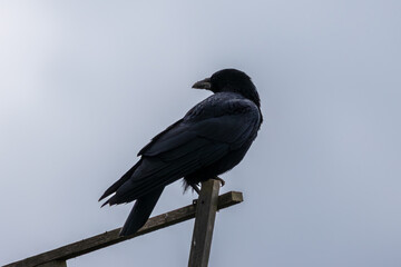 Profil einer Rabenkrähe (Corvus corone), die auf einem Ansitz sitzt