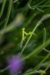 Close-up of a praying mantis on a lavender plant in Spain