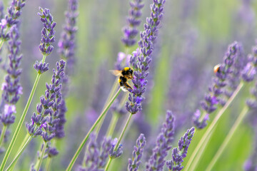 Close-up of lavender flowers with a bee collecting nectar © WK