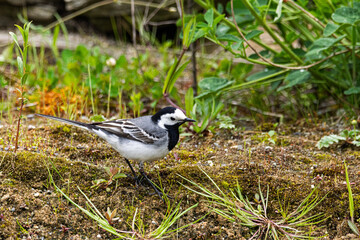 Eine Bachstelze (Motacilla alba) steht am Teichrand 