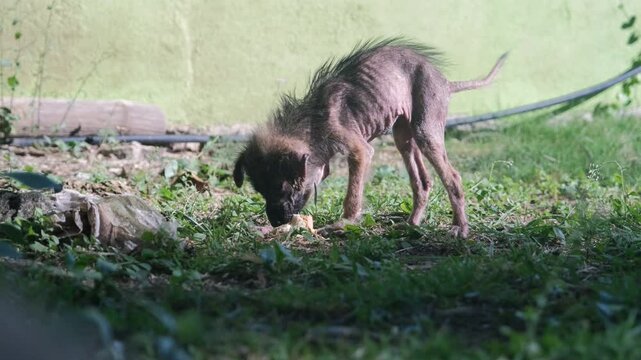 Skinny stray puppy searches through the grass for food, desperately munching on scraps. The setting reveals neglect as the pup faces the harsh realities of urban abandonment in broad daylight