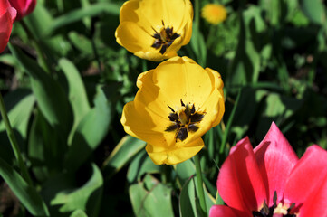 Fototapeta premium Tulips in the Spring Breeze Gently Swaying Blossoms