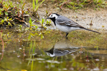 Eine Bachstelze (Motacilla alba) steht am Teichrand 
