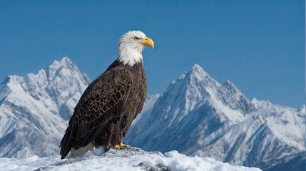 Bald eagle standing on snowy peak with sharp mountains in background under clear blue sky in winter sunlight