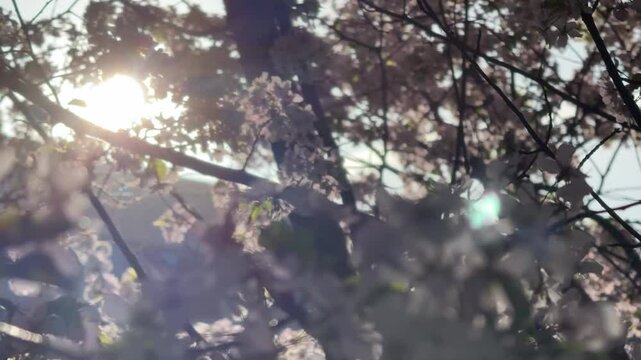 Blooming flowers pink charry in the sunlight, dawn, sakura tree in spring, bloom on a sunny day video 
