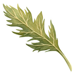 Green leaf of poppy flower isolated botanical illustration. Hand-drawn watercolor element. Perfect for spring or summer bouquet, home textile or fabric, floral borders and frames, flowers poppies set