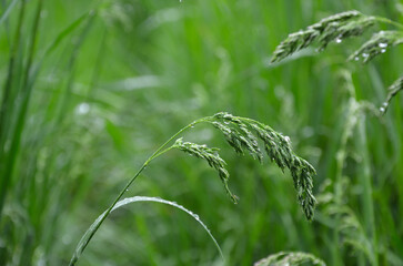 green grass in the wind