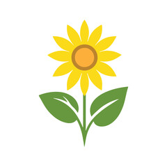 sunflower isolated on white background