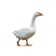 Goose walking, isolated portrait isolated on white background