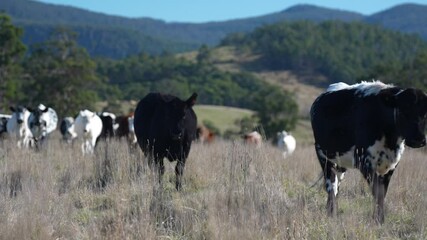 beautiful cattle in Australia  eating grass, grazing on pasture. Herd of cows free range beef being regenerative raised on an agricultural farm. Sustainable farming 