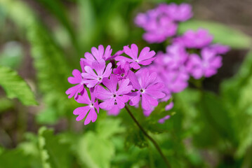 Primula cortusoides flowers in the garden, shallow depth of field.