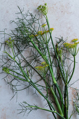 Bundle of fennel with green fronds and yellow flowers on a textured surface, perfect for culinary blogs. Enhance your recipes or food photography projects. Perfect for chefs, cafes or organic dining. 