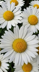 Fototapeta premium White daisy flower in full bloom, with vibrant yellow center and delicate white petals radiating outward. Captured in natural sunlight with a soft green blurred background, this image highlights the b