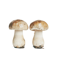 Two mushrooms close up photograph on transparent background