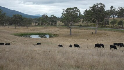 beautiful cattle in Australia  eating grass, grazing on pasture. Herd of cows free range beef being regenerative raised on an agricultural farm. Sustainable farming 