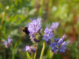 Bumblebee in Flight Flying Near Lilac Flower Seeking Nectar