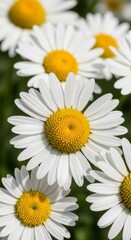 White daisy flower in full bloom, with vibrant yellow center and delicate white petals radiating outward. Captured in natural sunlight with a soft green blurred background, this image highlights the b
