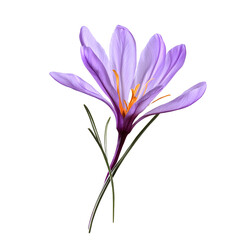 A saffron pistil displayed against a transparent background
