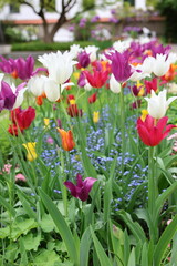 Colorful wildflowers blooming in a natural meadow during spring. A vibrant mix of pink, yellow, purple, and white blossoms under soft natural light, creating a serene and picturesque floral landscape.