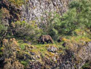 First sightings of the brown bear, specifically a female bear with cubs this year!