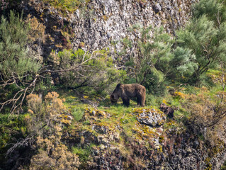 First sightings of the brown bear, specifically a female bear with cubs this year!