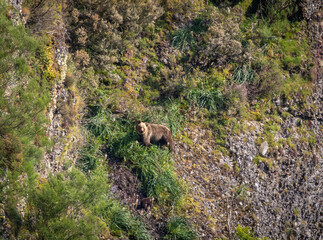 First sightings of the brown bear, specifically a female bear with cubs this year!