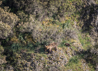 First sightings of the brown bear, specifically a female bear with cubs this year!