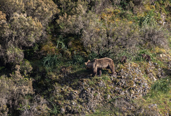 First sightings of the brown bear, specifically a female bear with cubs this year!