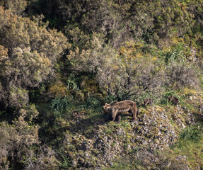 First sightings of the brown bear, specifically a female bear with cubs this year!