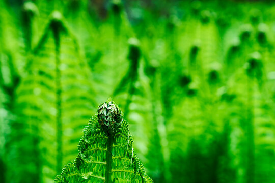 Ferns of the Olterudelva Valley, Norway, in May.