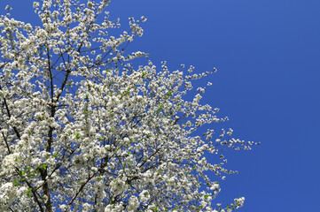 White cherry blossom